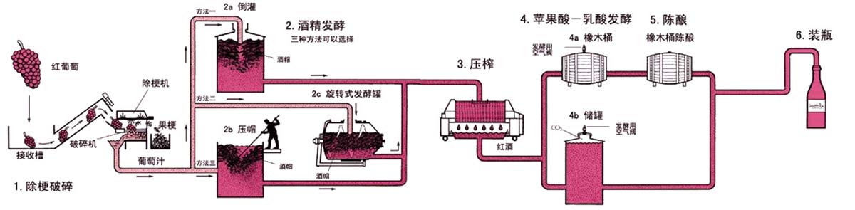 红葡萄酒的酿造过程