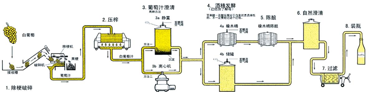 白葡萄酒的酿造过程